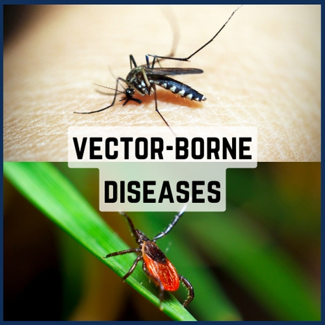 link to learn about vector-borne diseases.